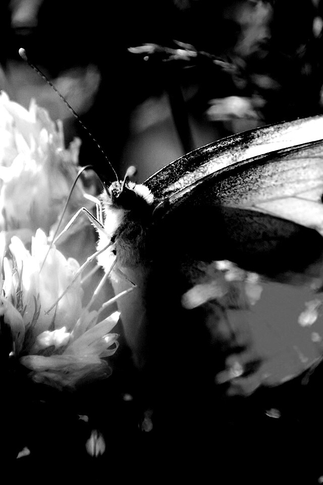 Бабочка на цветке обои