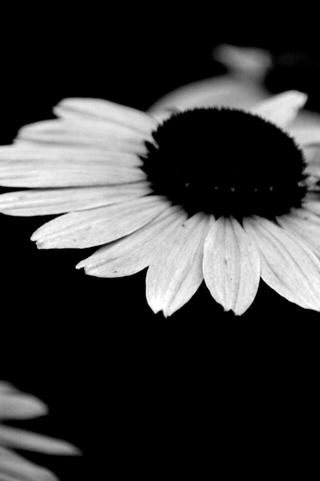 Розовый цветок обои