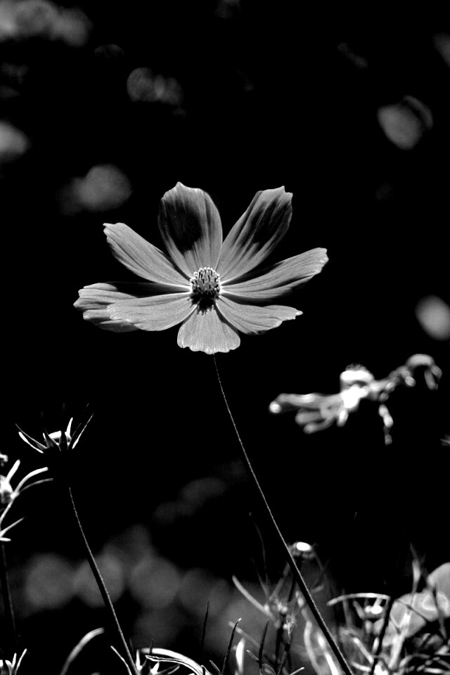 Белые и розовые цветочки обои