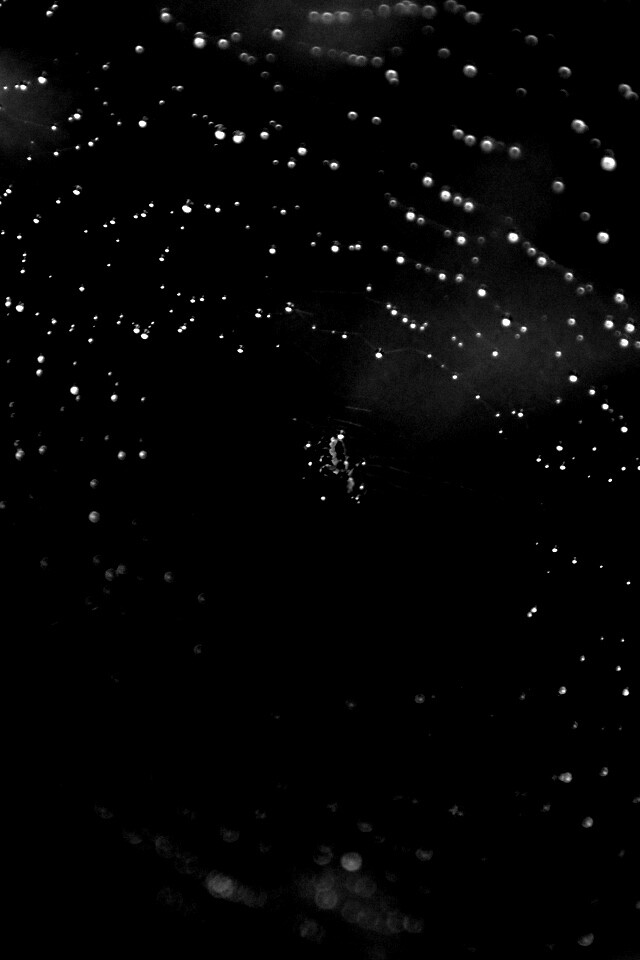 Паук на паутине обои