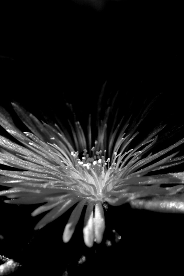 Чудесный цветок обои