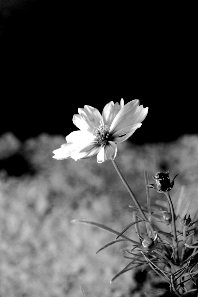 Полевой цветок обои