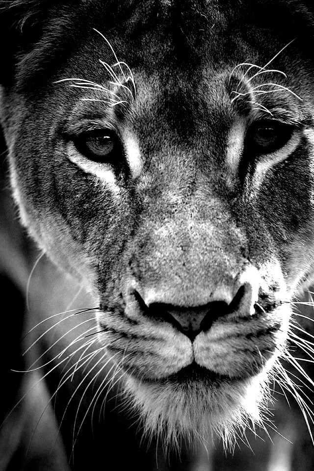 Портрет хищника обои