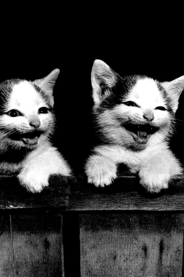 Три милых котенка обои