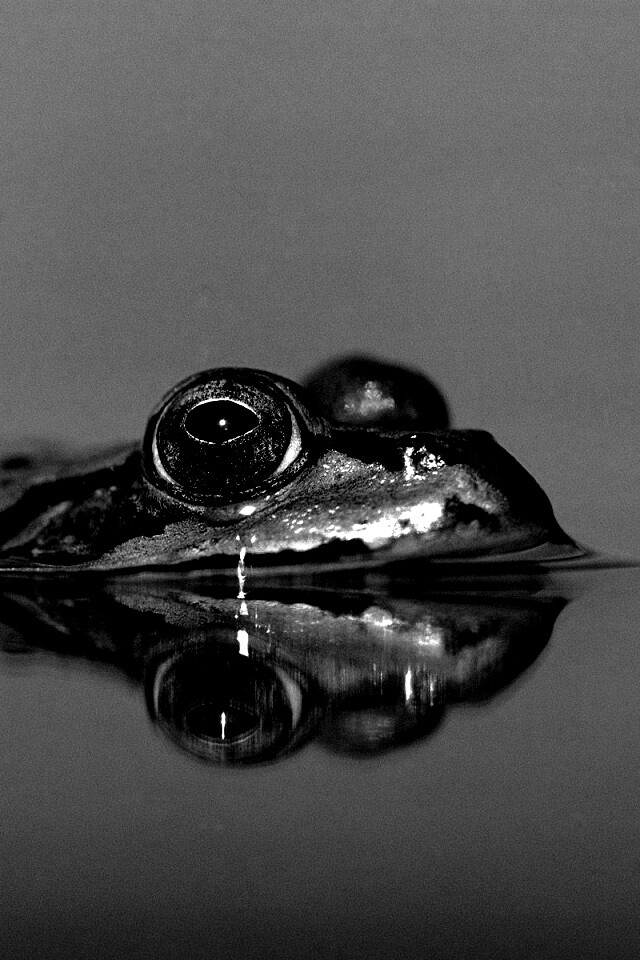 Лягушка обои