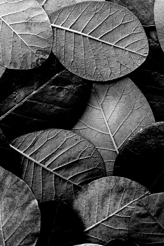 Лиственный узор обои