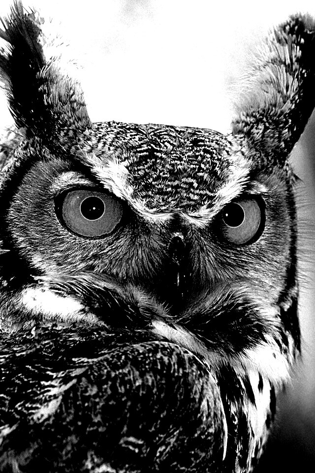 Орлиная сова обои