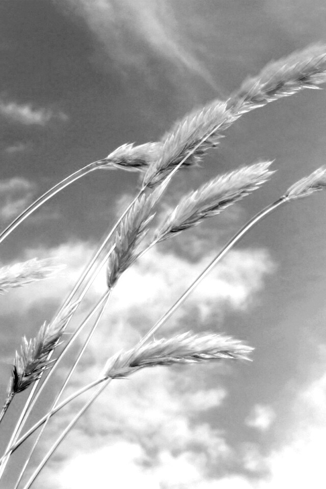 Колосья обои