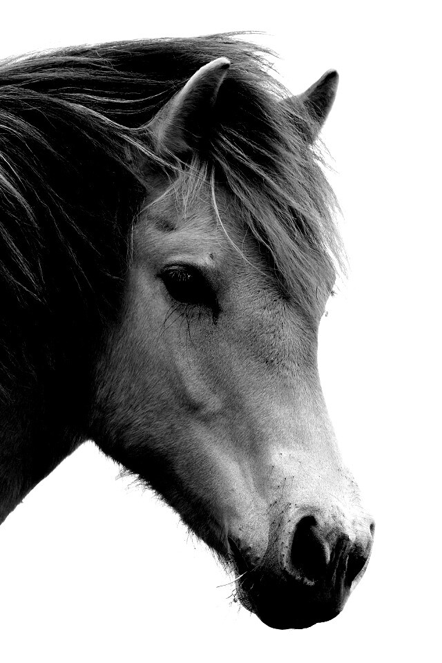 Гривастый конь обои