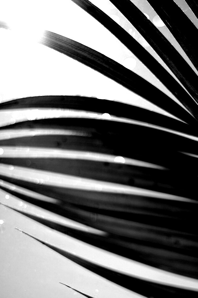 Солнце просвечивает сквозь пальмовый лист обои