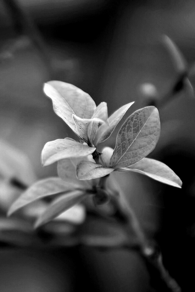 Красные листья на ветке обои