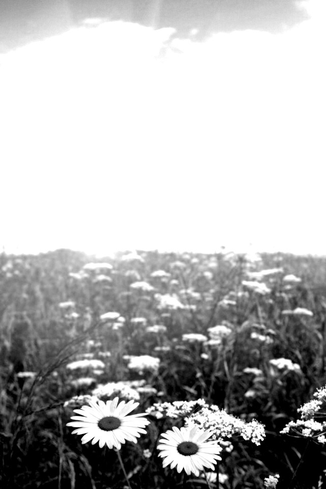 Поле ромашек обои
