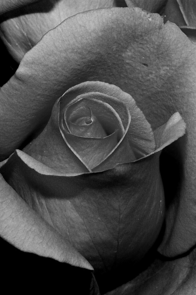 Бутон розы обои