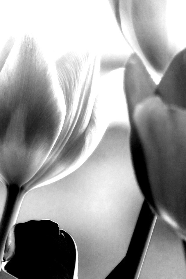 Тюльпаны обои