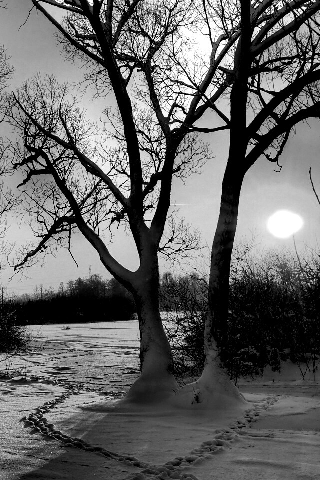 Солнечный свет в зимнем лесу обои