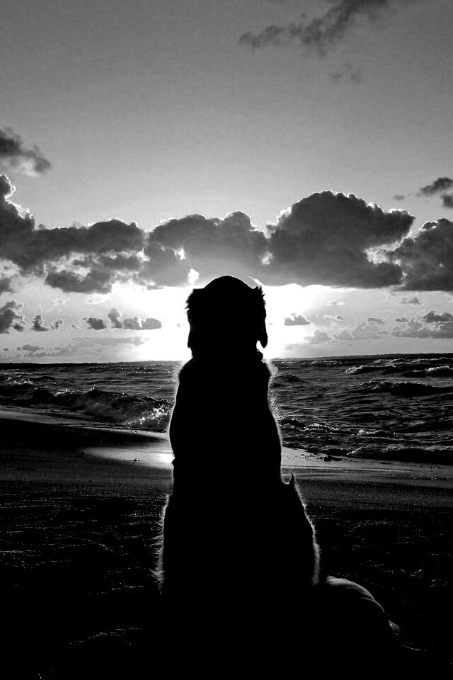 Собака наблюдающая закат на пляже обои