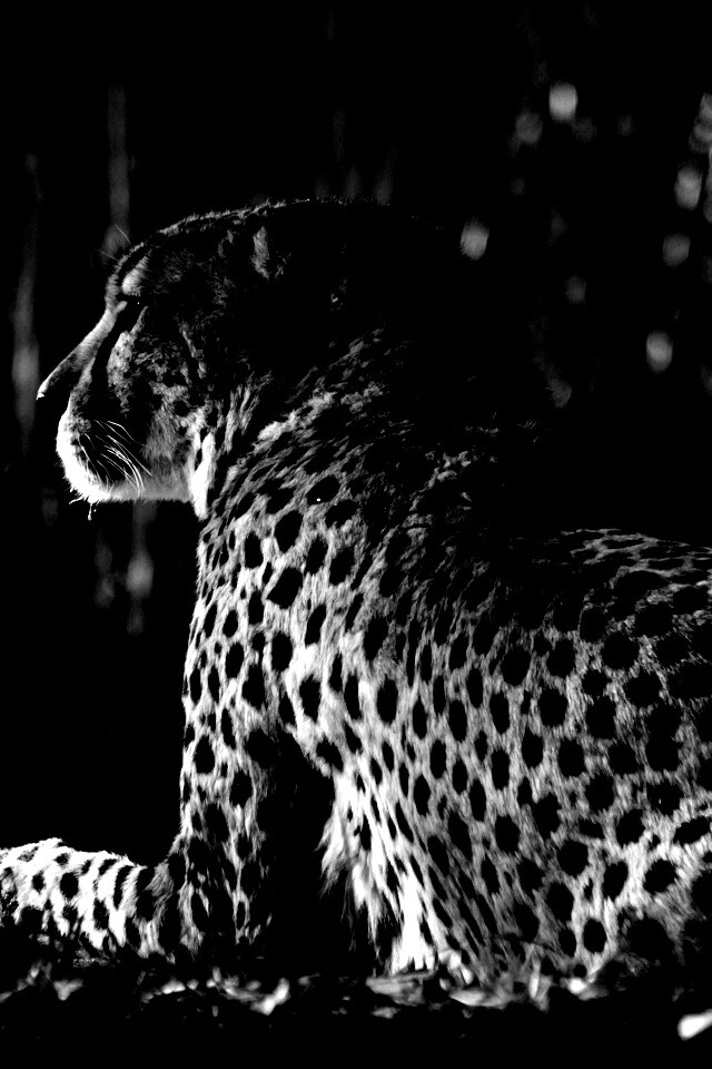 Гепард обои