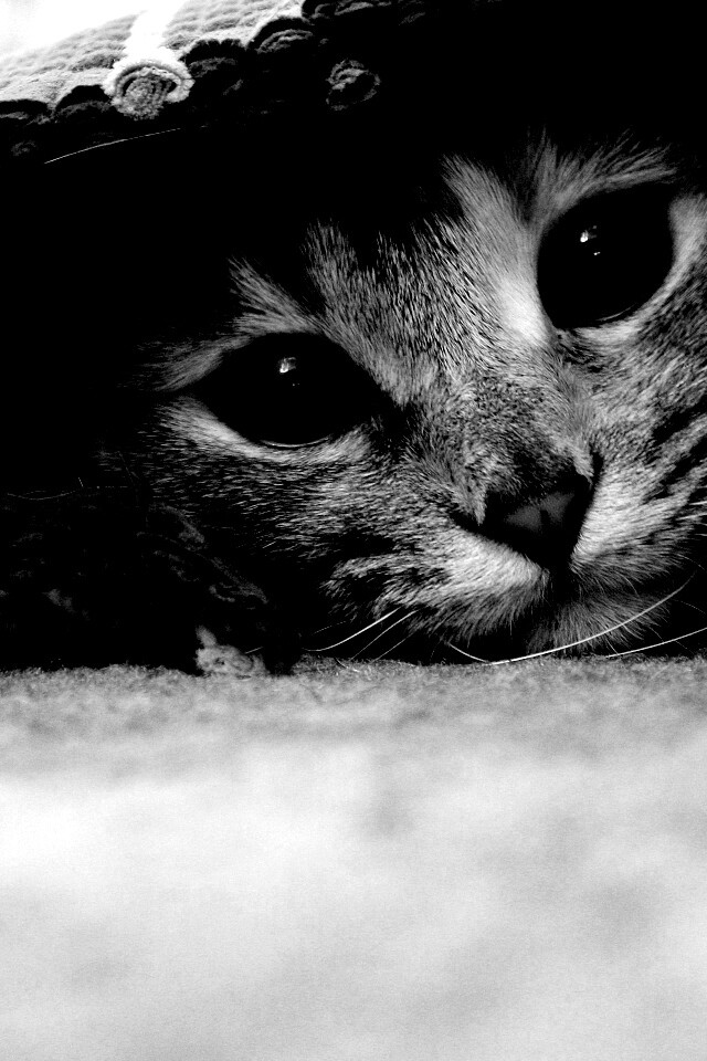 Кот под ковриком обои