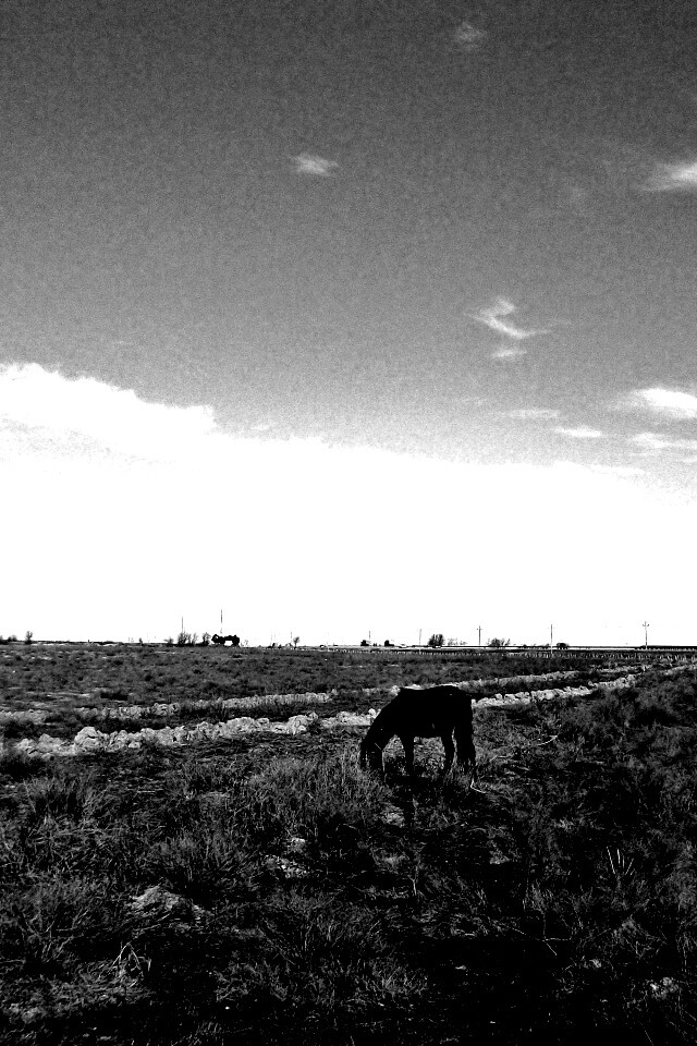 Лошадь пасётся обои