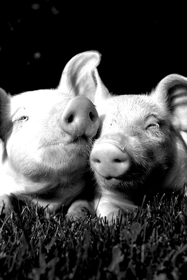 Два поросёнка обои