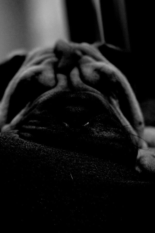 Щенок шарпея спит обои