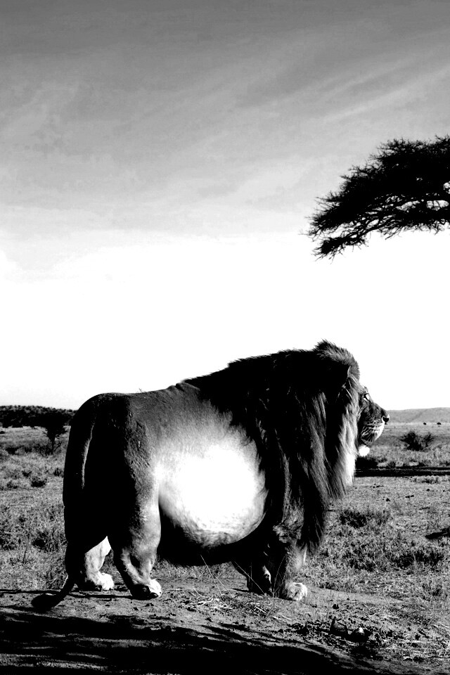 Толстый лев обои