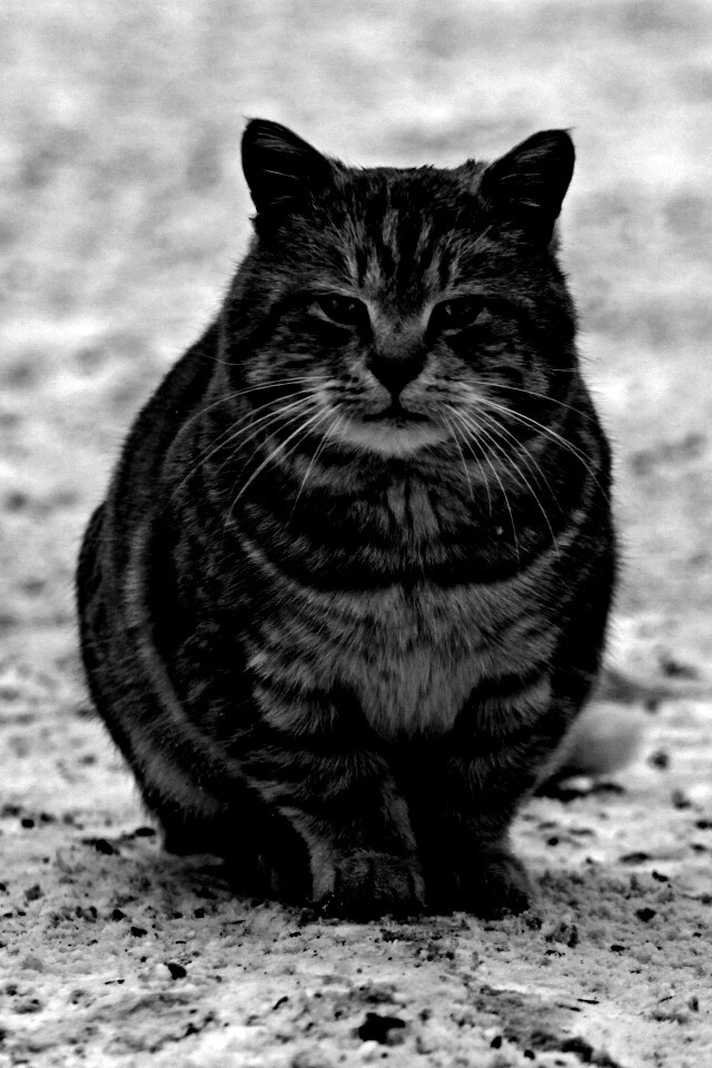 Тяжелый взгляд котэ обои