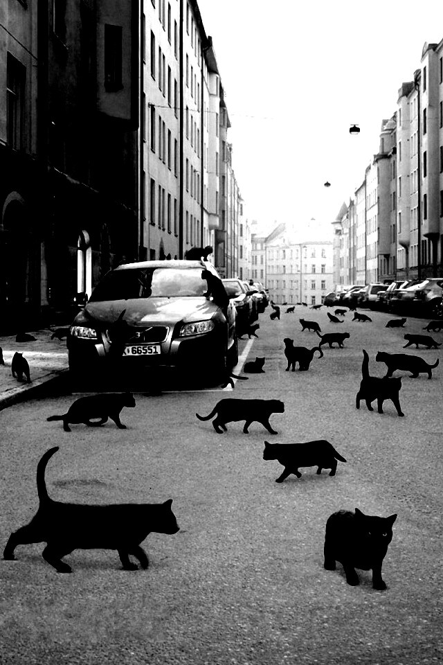 Город кошек обои