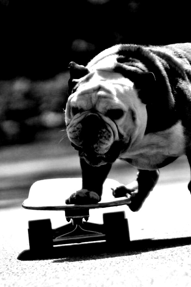 Собака на скейтборде обои
