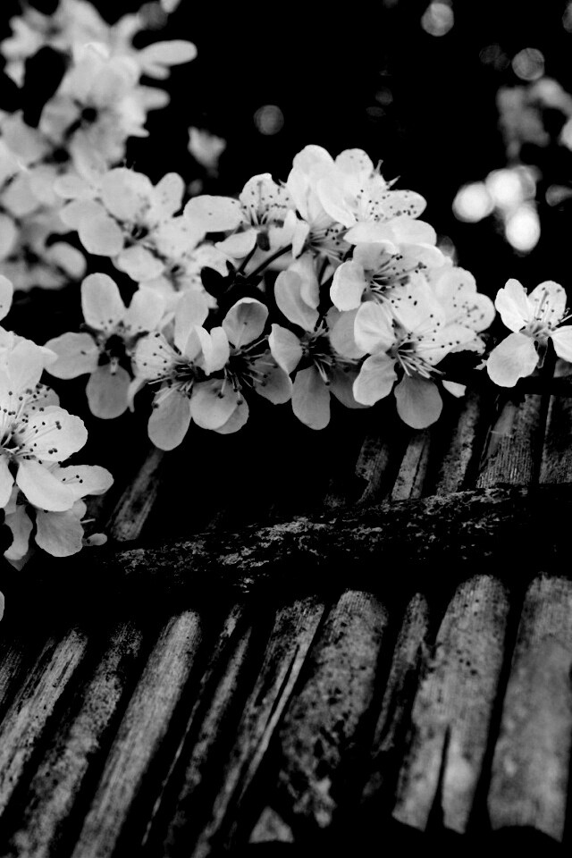 Веточка цветущей вишни обои