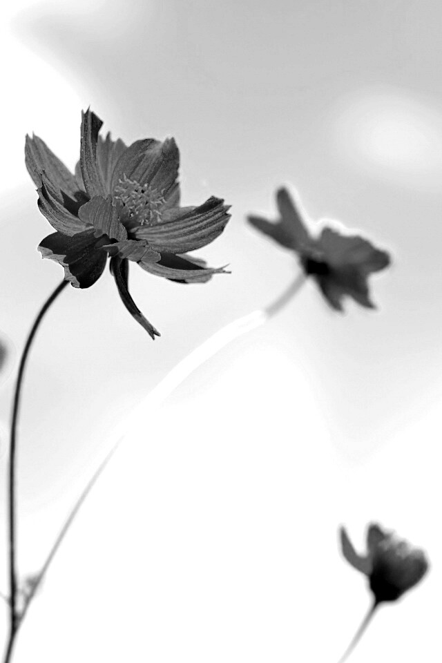 Летние цветы на фоне неба обои