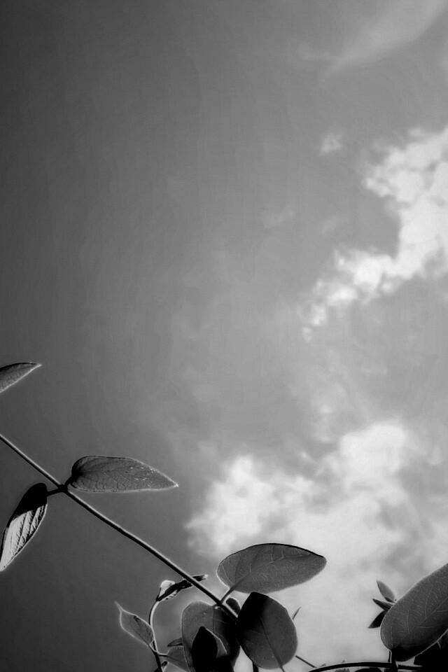 Веточки на фоне неба обои