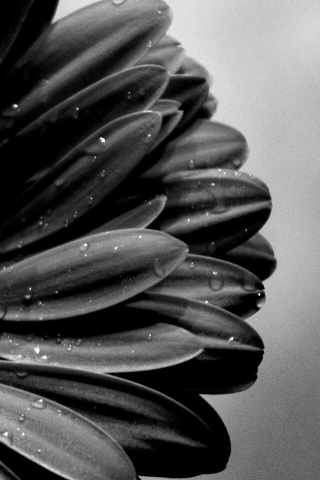 Красная гербера обои