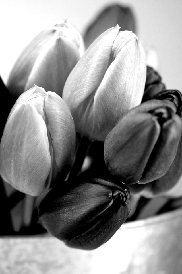 Розовые и фиолетовые тюльпаны обои