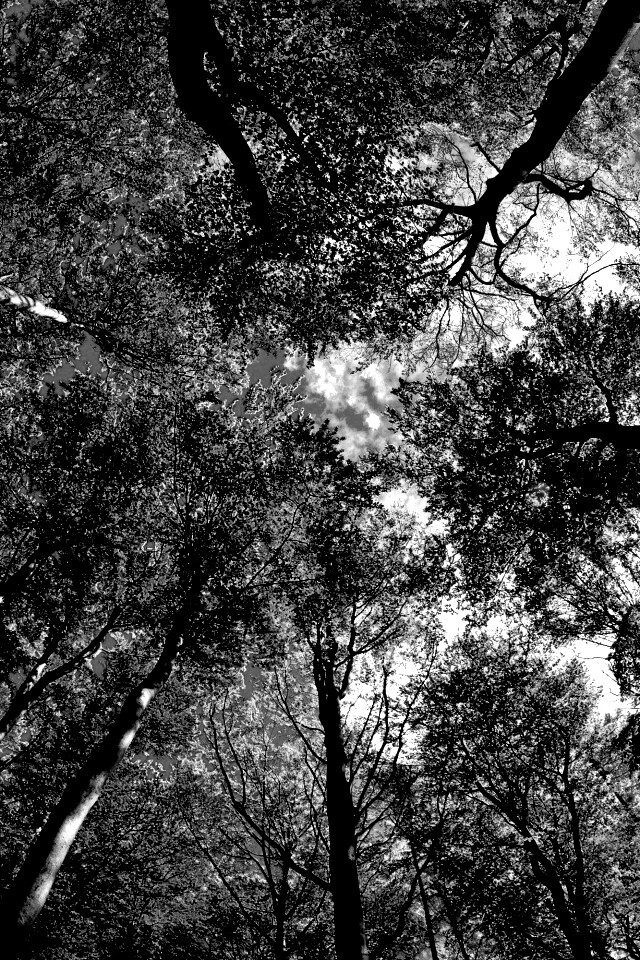 Кроны деревьев обои