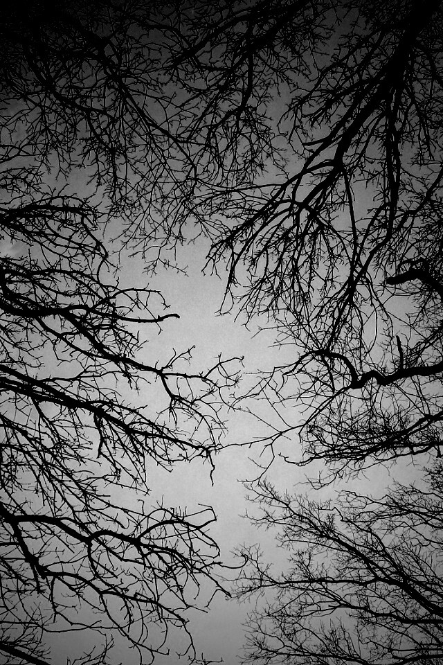 Голые кроны деревьев на фоне неба обои