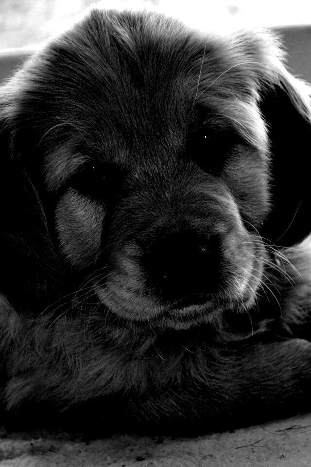 Сонный щенок лабрадора обои