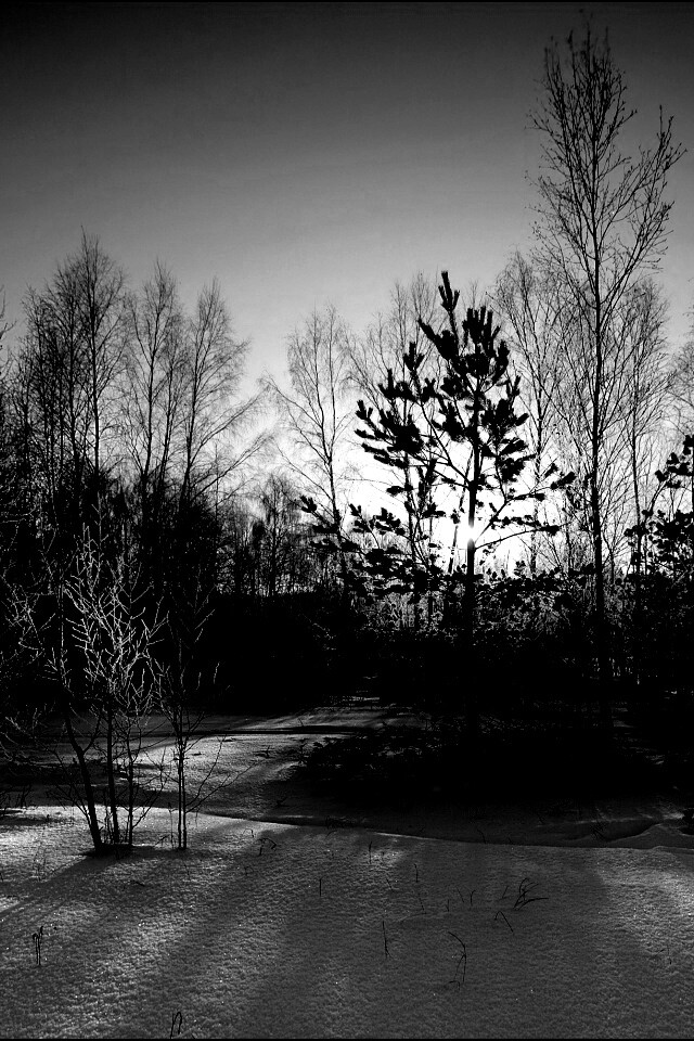 Зимний лес обои