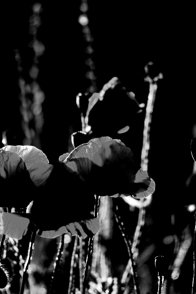 Макро фото мака обои