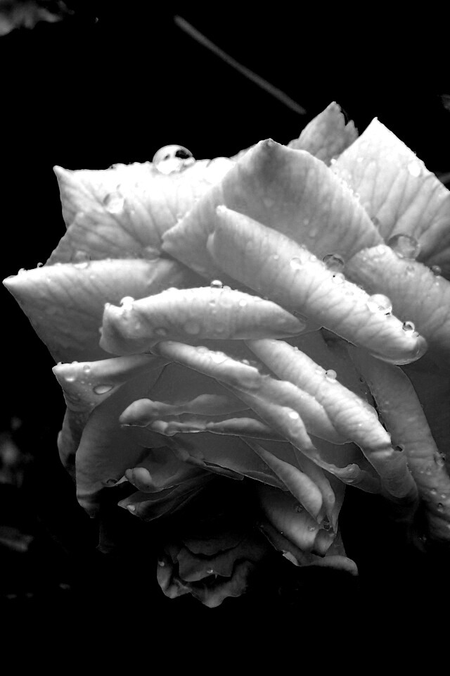 Желтая роза обои