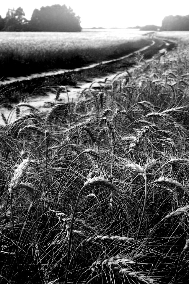 Речка среди поля обои