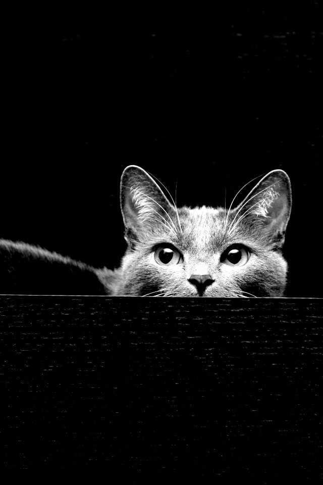 Кот в ящике комода обои