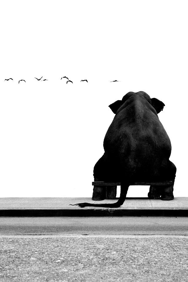 Слон на табуретке обои