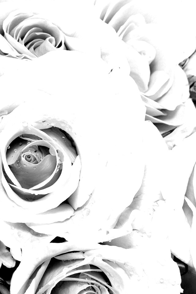 Букет розовых роз обои