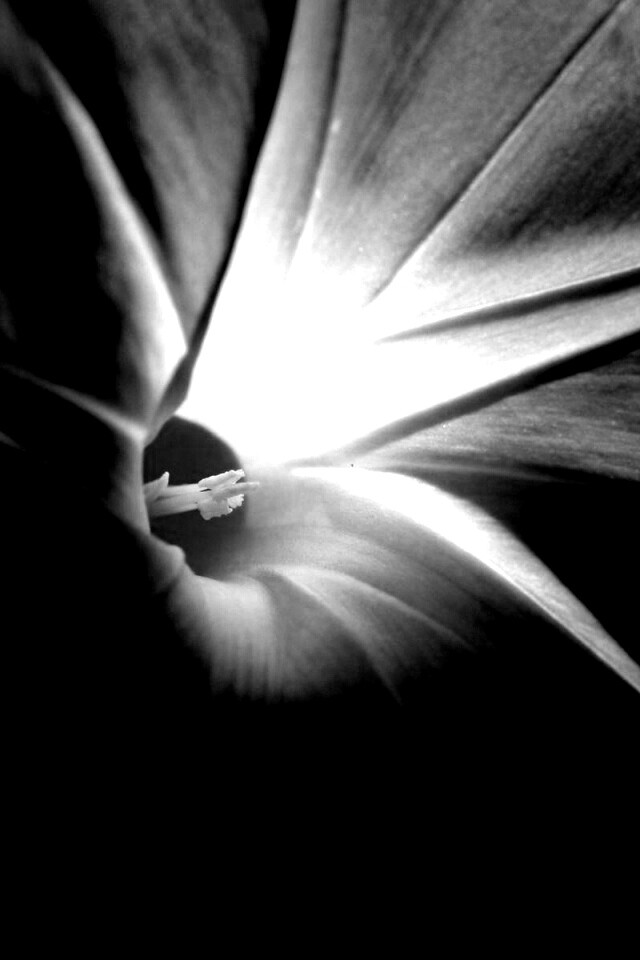 Нежный голубой цветок обои