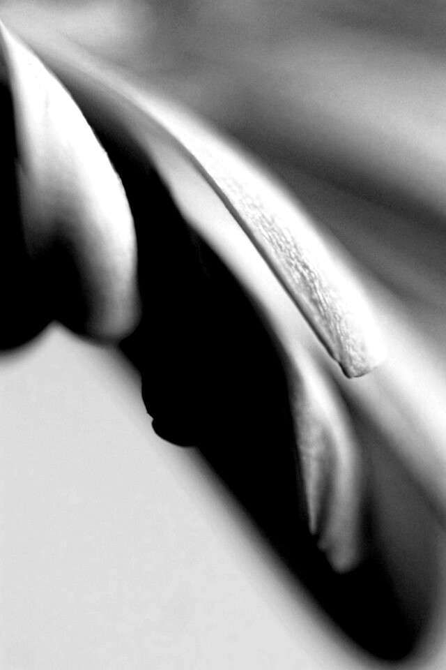 Лепестки цветка в макро обои