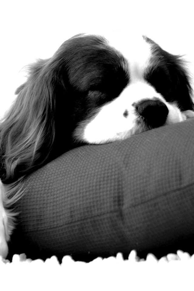 Спящий щенок на красной подушке обои