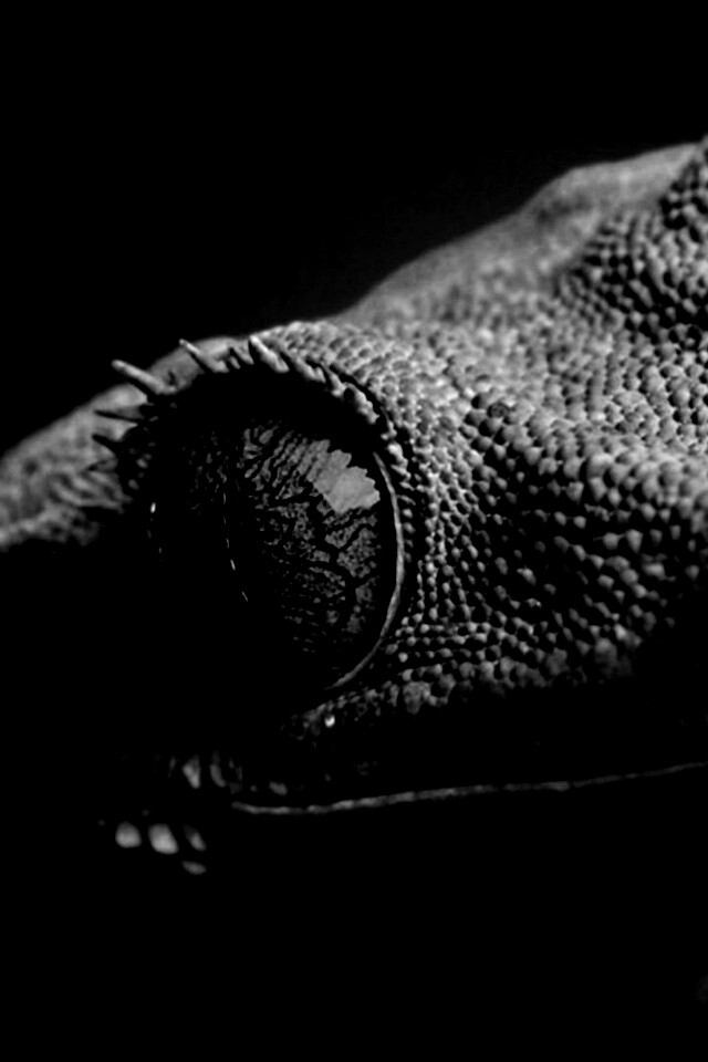 Ящерка обои