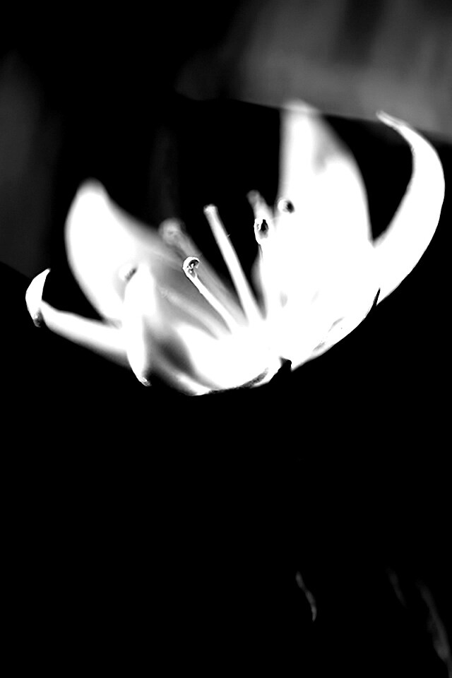 Белый цветок обои