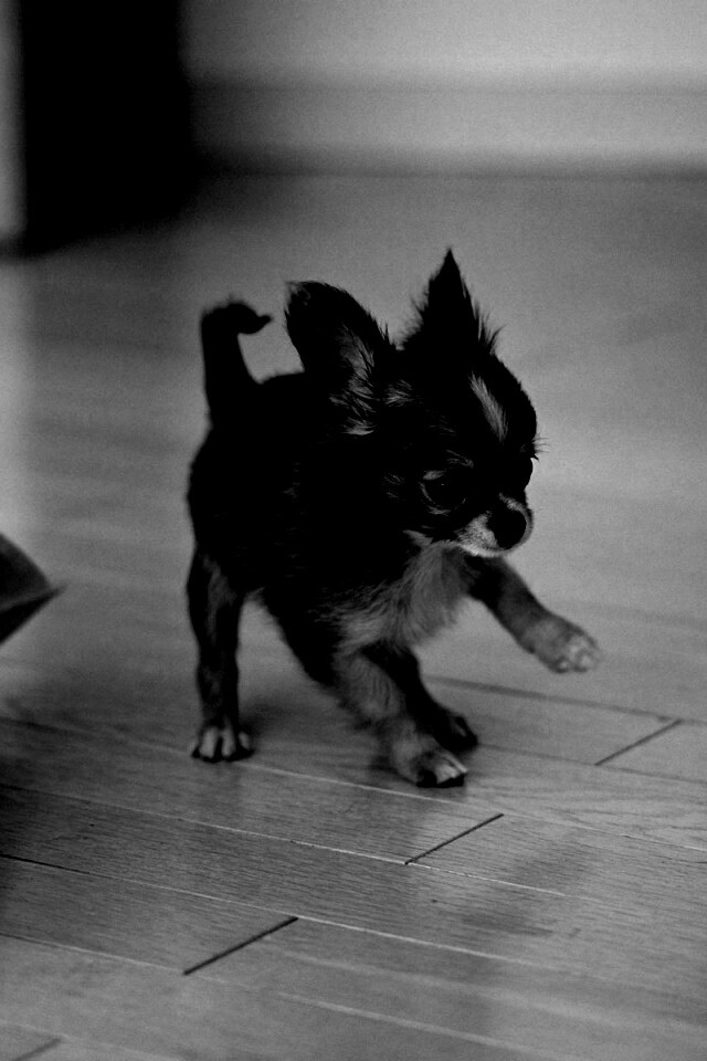 Щёнок той терьера обои